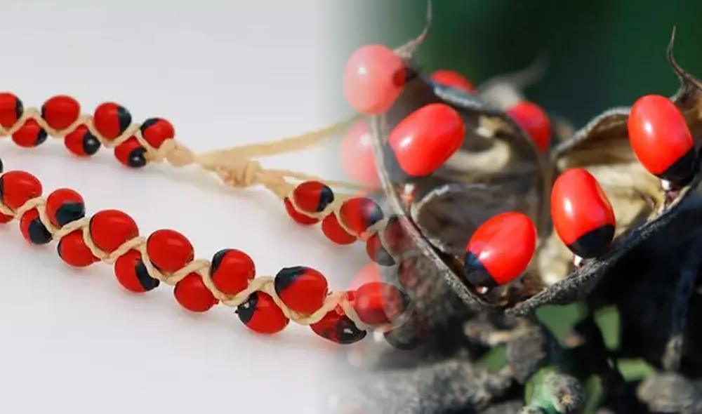 Además de ser un amuleto, el huayruro es un aliado de la salud. Foto: difusión / composición de Fabrizio Oviedo / La República