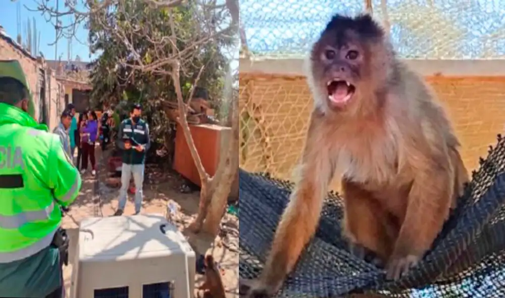 Animal rescatado comparte recinto junto a dos ejemplares machos de la misma especie. Foto: Serfor