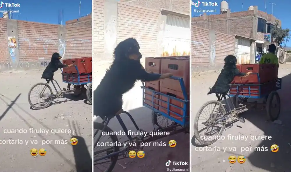 El perro se bajó del triciclo al darse cuenta que lo grababan. Foto: composición LR/captura de TikTok/@yulianacami El perro se bajó del triciclo al darse cuenta que lo grababan. Foto: composición LR/captura de TikTok/@yulianacami