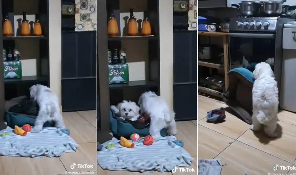 El curioso momento se viralizó rápidamente en las redes sociales. Foto: composición LR/captura de TikTok/@marco.sinche95