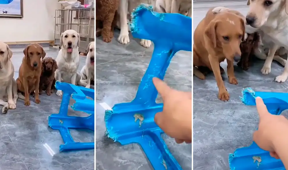 Perritos no tuvieron más remedio de delatar a su compañero responsable de la travesura. Foto: composición LR/captura de TikTok/@Hanan_elkon