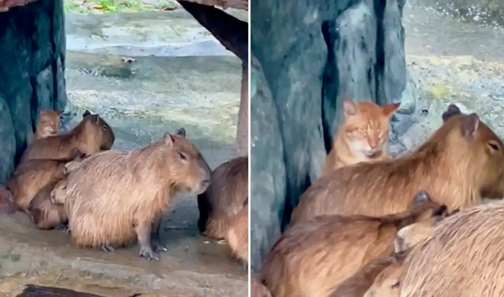 Las imágenes sacaron más de una sonrisa en redes sociales. Foto: composición LR/captura de TikTok/@Nabilnash_ Las imágenes sacaron más de una sonrisa en redes sociales. Foto: composición LR/captura de TikTok/@Nabilnash_