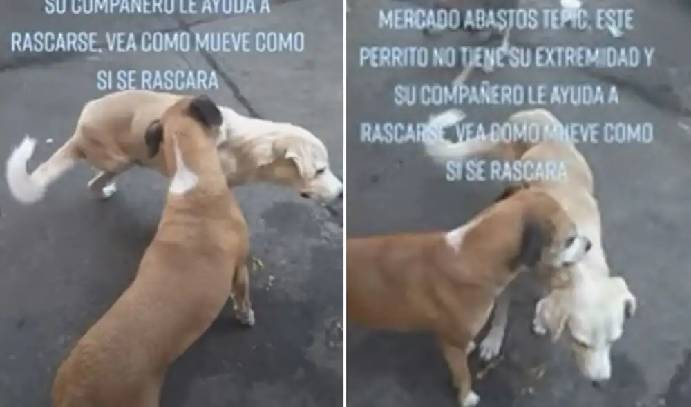 La emotiva escena no tardó en volverse tendencia en varias redes sociales. Foto: composición LR/TikTok/@MyriamRangel74 La emotiva escena no tardó en volverse tendencia en varias redes sociales. Foto: composición LR/TikTok/@MyriamRangel74