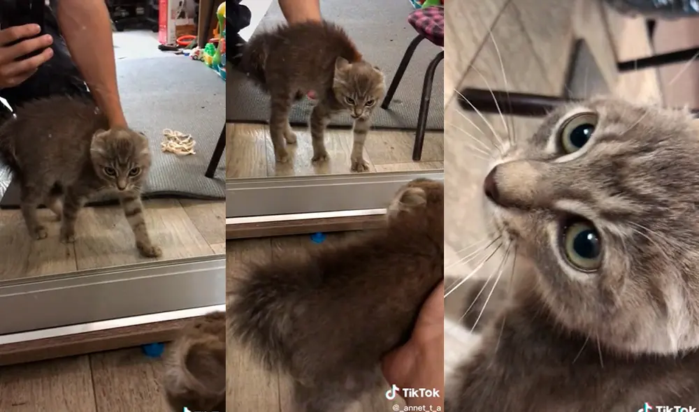 Este hecho sucedió en Estados Unidos. Foto: composición LR/TikTok/@_annet_t_a