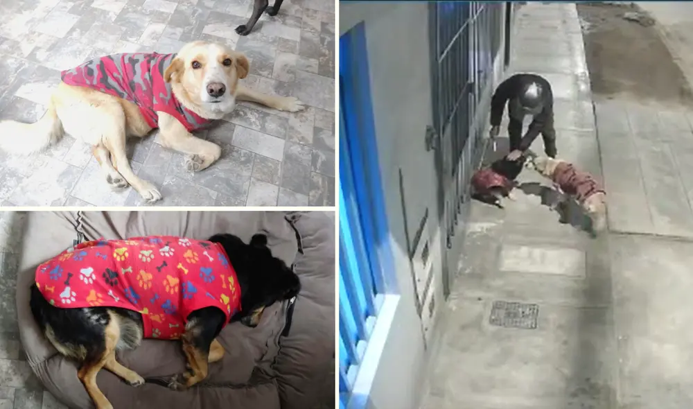 Maltrato animal. Los vecinos exigen mayor presencia de la Policía, Serenazgo e iluminación ante tanta criminalidad. Foto: composición LR/cortesía Maltrato animal. Los vecinos exigen mayor presencia de la Policía, Serenazgo e iluminación ante tanta criminalidad. Foto: composición LR/cortesía