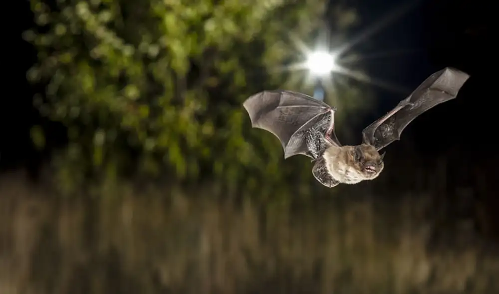 El estudio buscará identificar diversas especies, entre ellas los murciélagos. Foto: Christian Giese / Universidad de Leibniz El estudio buscará identificar diversas especies, entre ellas los murciélagos. Foto: Christian Giese / Universidad de Leibniz