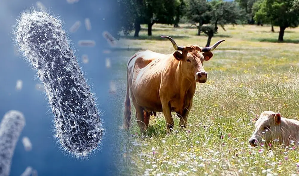 La bacteria Bacillus anthracis produce el ántrax, que se propaga de animales a seres humanos. Foto: composición de Fabrizio Oviedo / La República / AFP La bacteria Bacillus anthracis produce el ántrax, que se propaga de animales a seres humanos. Foto: composición de Fabrizio Oviedo / La República / AFP