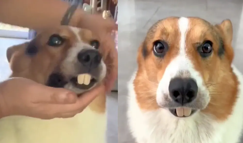 Este video ha superado el millón y medio de reproducciones. Foto: composición LR / Twitter