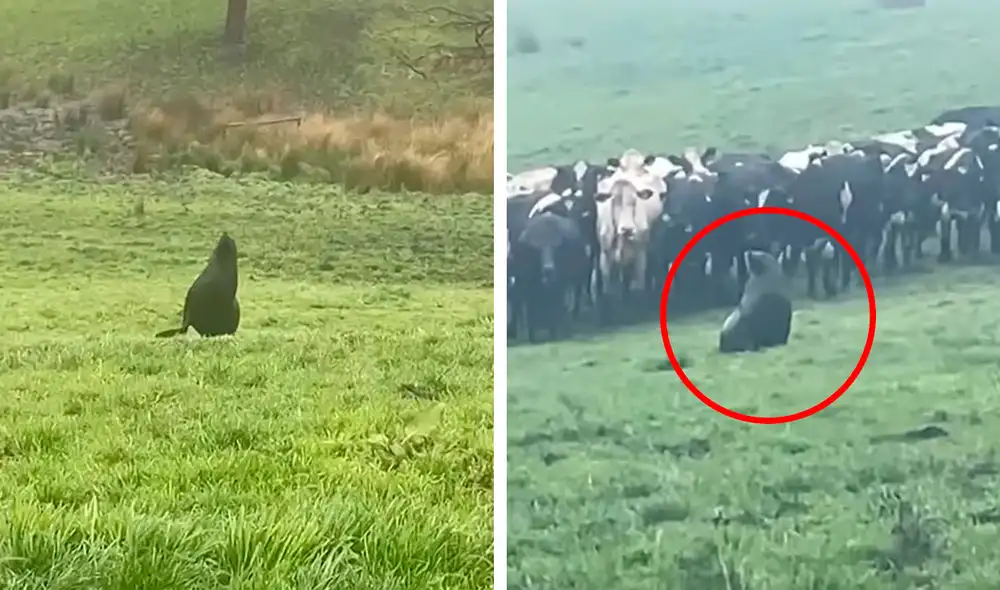 Los propietarios del lugar nunca supieron cómo fue que el león marino se alejó por más de 30 km del océano. Foto: composición LR/YouTube/Clarín Los propietarios del lugar nunca supieron cómo fue que el león marino se alejó por más de 30 km del océano. Foto: composición LR/YouTube/Clarín