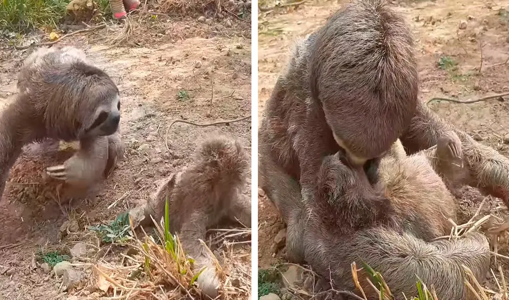 Un veterinario se encargó de cuidar al pequeño perezoso, mientras buscaba el paradero de su madre para que estuvieran juntos otra vez. Foto: composición LR/YouTube
