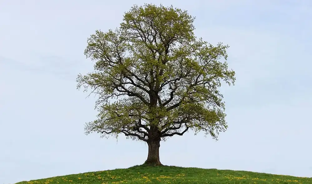 El equinoccio de setiembre marca el inicio de la primavera en el hemisferio sur. Foto: referencial / Pixabay