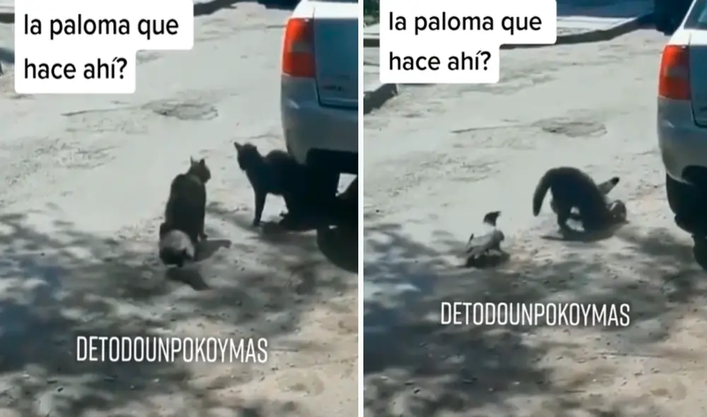 Las imágenes han logrado casi medio millón de visualizaciones. Foto: composición LR/captura de TikTok/@Detodounpokoymas Las imágenes han logrado casi medio millón de visualizaciones. Foto: composición LR/captura de TikTok/@Detodounpokoymas