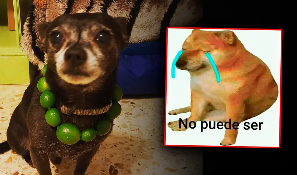 ¿Existe algún efecto positivo en la práctica de esta medida casera? Foto: difusión / composición de Fabrizio Oviedo / La República