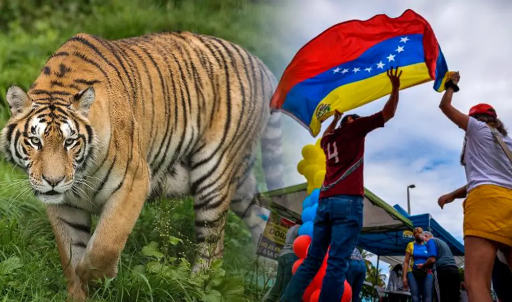 "Matar el tigre" es una de las frases más usadas por los venezolanos. Composición: Fabrizio Oviedo/AFP "Matar el tigre" es una de las frases más usadas por los venezolanos. Composición: Fabrizio Oviedo/AFP