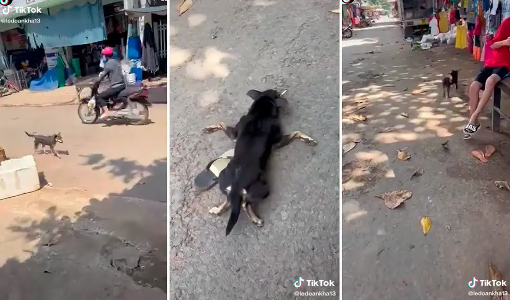 Las imágenes han logrado más de 4,3 millones de visualizaciones. Foto: composición LR/captura de TikTok/@Ledoankha