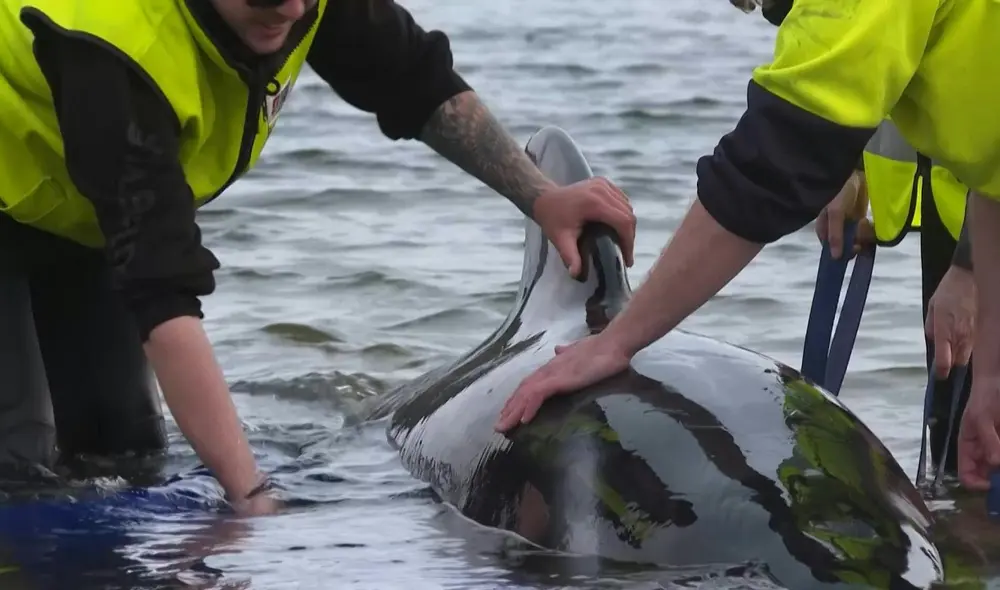 Alrededor de 200 ballenas piloto mueren en una playa australiana. Foto y video: AFP