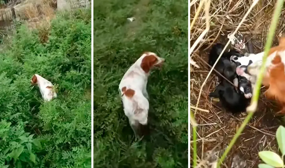 Para proteger a sus pequeños, la perrita armó un improvisado nido en la tierra y los escondió entre los árboles. Foto: composición LR/Facebook/Clarín