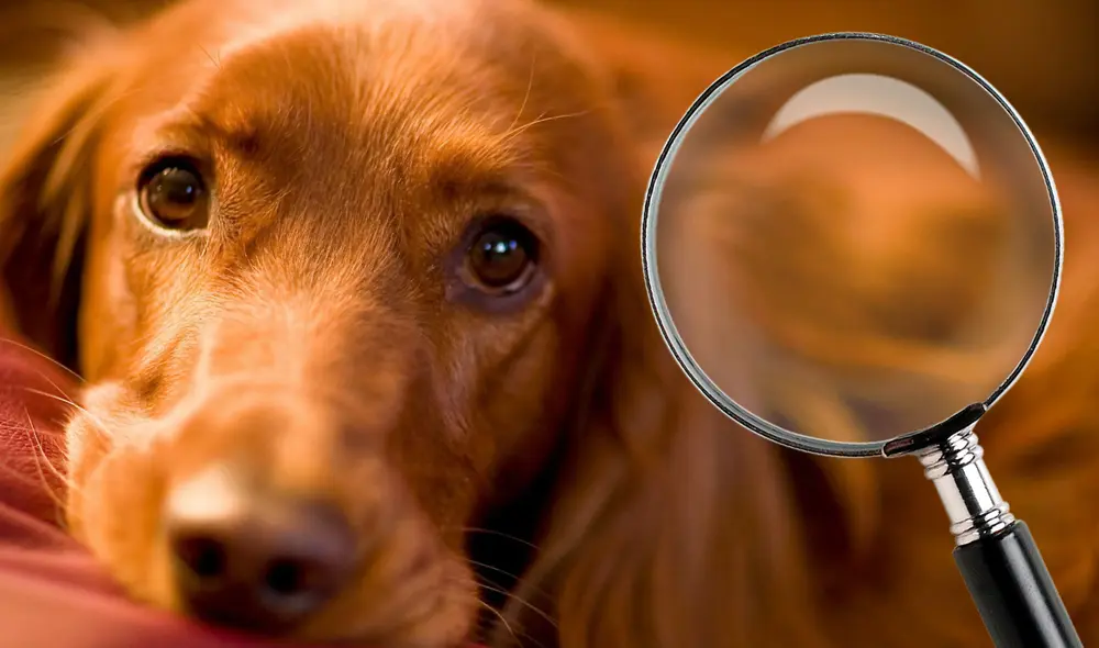 Un dueño puede llegar a sentir fuertes emociones, según especialistas, luego de que su mascota se extravíe y por ello ahora existen agencias de detectives de perros y más. Foto: composición La República/Wallpaper Cave Un dueño puede llegar a sentir fuertes emociones, según especialistas, luego de que su mascota se extravíe y por ello ahora existen agencias de detectives de perros y más. Foto: composición La República/Wallpaper Cave