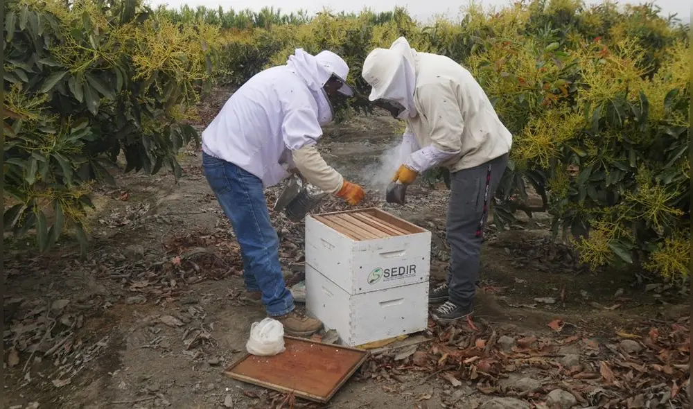 El frío no solo genera que las abejas no salgan a alimentarse, sino que puede ocasionar que la colmena se enferme. Foto: Sedir