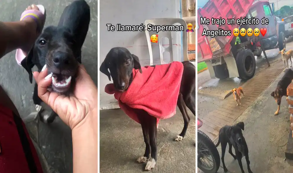 Ni bien notó la presencia del indefenso animal, ella trató de ganarse su confianza y lo bautizó con el nombre de Superman. Foto: composición LR/TikTok/@carmen_morgan21 Ni bien notó la presencia del indefenso animal, ella trató de ganarse su confianza y lo bautizó con el nombre de Superman. Foto: composición LR/TikTok/@carmen_morgan21