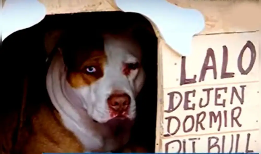 Perrito vive en exteriores del hospital Luis Negreiros del Callao esperando que su dueño retorne algún día. Foto: captura de Panamericana