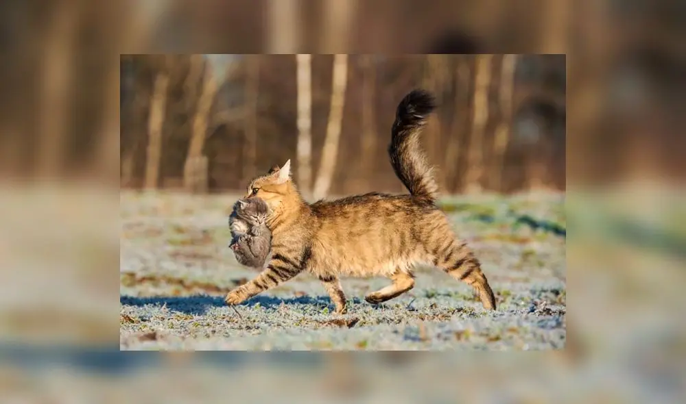Coger al gato de la piel de la nuca es un hábito de las madres cuando son cachorros. ¿Es recomendable que algunos dueños también lo hagan? Foto: Suhtterstock Coger al gato de la piel de la nuca es un hábito de las madres cuando son cachorros. ¿Es recomendable que algunos dueños también lo hagan? Foto: Suhtterstock