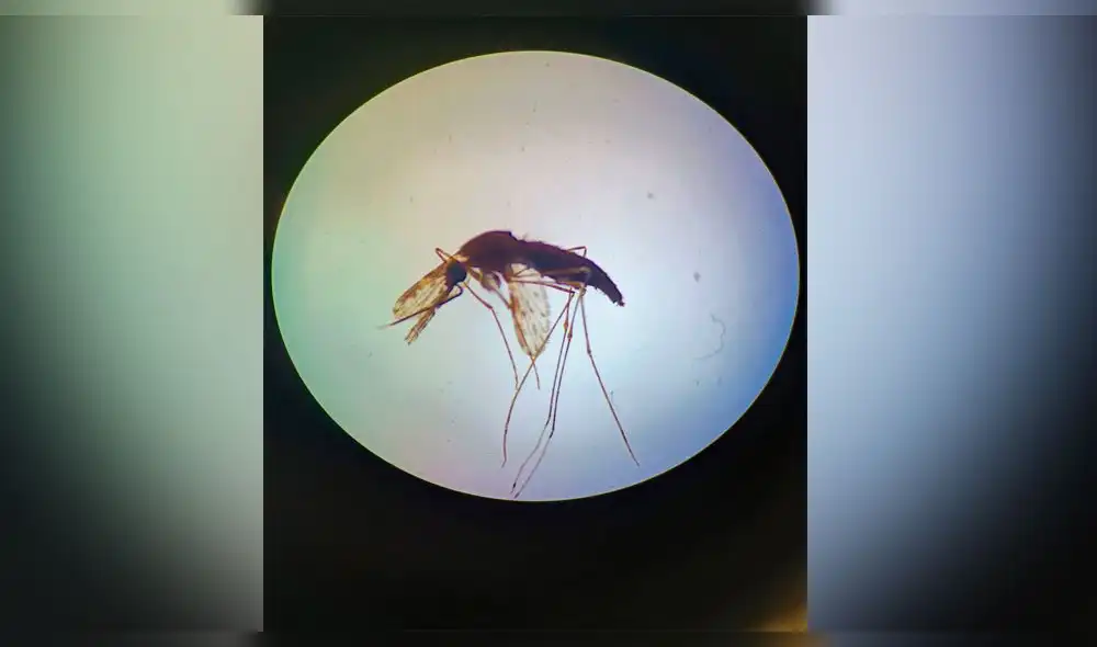 Mosquito Anopheles benarrochi como vector de la enfermedad parasitaria de la malaria. Foto: UNTRM