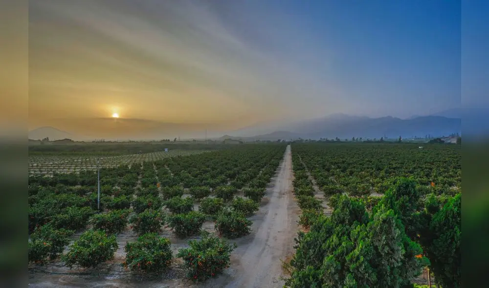 La provincia de Huaral es conocida como la capital de la agricultura. Foto: Fundo Agrícola Giribaldi La provincia de Huaral es conocida como la capital de la agricultura. Foto: Fundo Agrícola Giribaldi