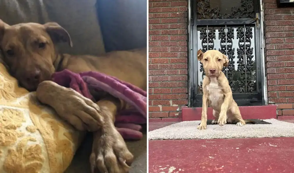 Miles de usuarios quedaron cautivados al conocer esta historia. Foto: composición LR/Facebook/Stray Rescue of St. Louis