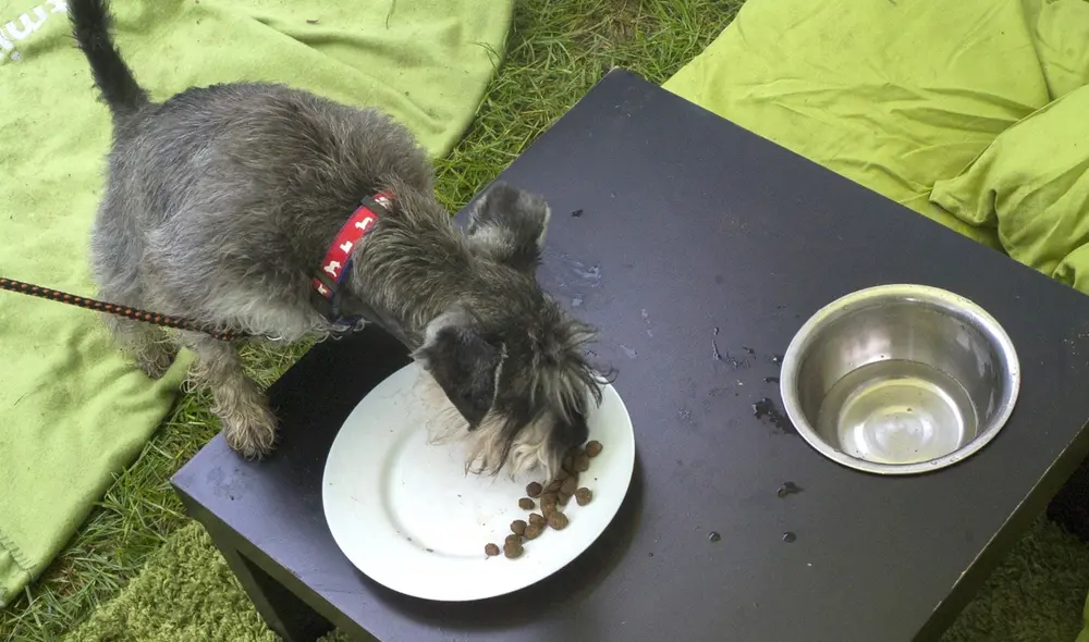 El gasto promedio por cada compra de alimento para mascotas en el segundo trimestre del 2022 fue de S/ 8,9. Foto: AFP El gasto promedio por cada compra de alimento para mascotas en el segundo trimestre del 2022 fue de S/ 8,9. Foto: AFP