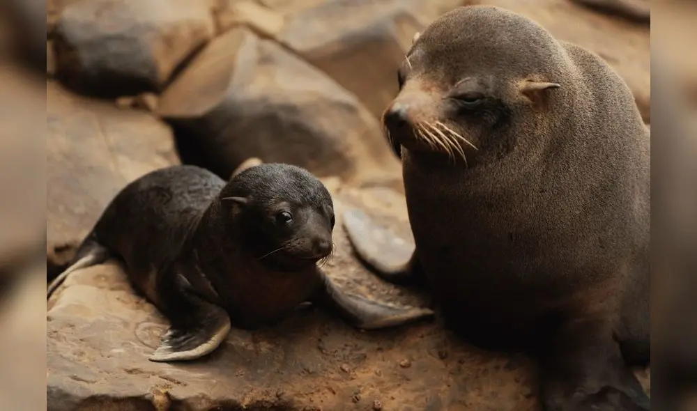 Una de ellas es el Programa de Monitoreo Ambiental Costero de Paracas. Foto: difusión