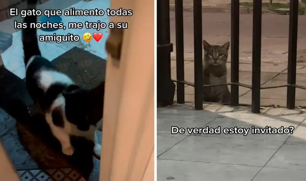 La joven notó que el otro animal tomó la decisión de esperar a su ‘compañero’ a una cierta distancia, ya que no se sentía seguro. Foto: composición LR/TikTok/@yus.lopez