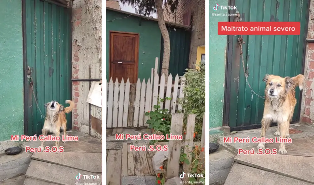 Maltrato animal se sanciona con cárcel, según la Ley 30407. Foto: composición LR/capturas de TikTok/@Sarita.Saume Maltrato animal se sanciona con cárcel, según la Ley 30407. Foto: composición LR/capturas de TikTok/@Sarita.Saume