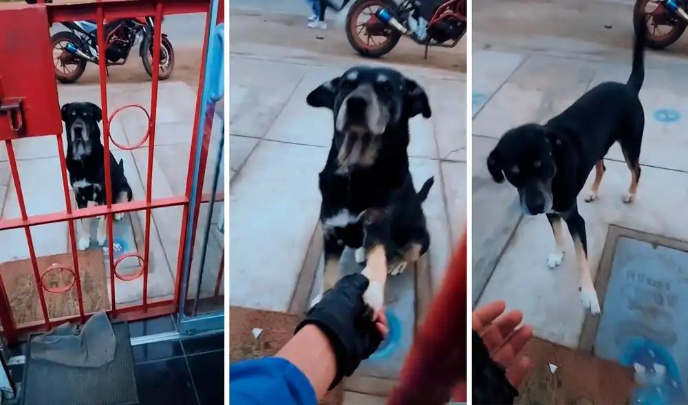 Al descubrir el accidente que sufrió el indefenso animal, el veterinario lo hizo ingresar para poder atenderlo. Foto: composición LR/TikTok/@anghelocenteno Al descubrir el accidente que sufrió el indefenso animal, el veterinario lo hizo ingresar para poder atenderlo. Foto: composición LR/TikTok/@anghelocenteno