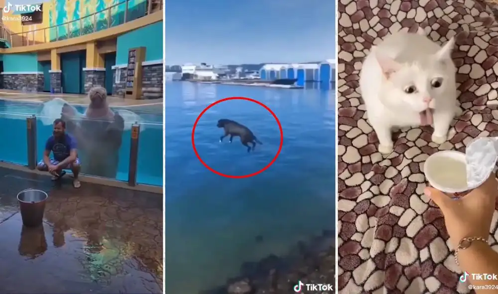 El video ha conseguido más de 166 millones de reproducciones en TikTok. Foto: composición LR/captura de TikTok/@kara3924 El video ha conseguido más de 166 millones de reproducciones en TikTok. Foto: composición LR/captura de TikTok/@kara3924