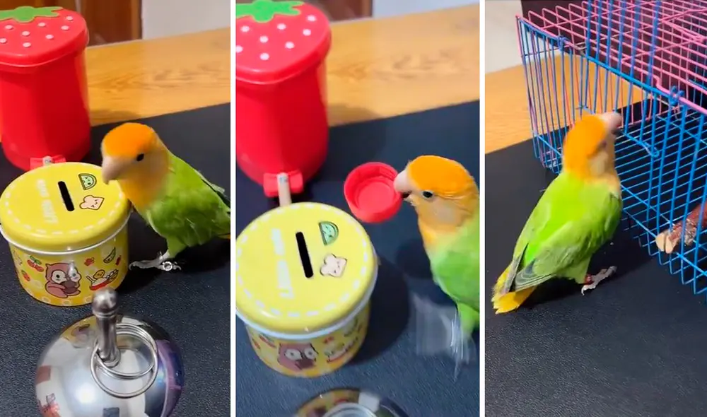 Al terminar de poner los desperdicios y otros objetos en su lugar, la pequeña ave se metió a su jaula por sí sola para tomar un descanso. Foto: composición LR/TikTok/@zmarco0904 Al terminar de poner los desperdicios y otros objetos en su lugar, la pequeña ave se metió a su jaula por sí sola para tomar un descanso. Foto: composición LR/TikTok/@zmarco0904