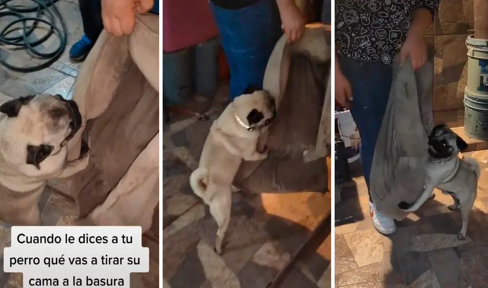 Pese a que le iban a comprar una nueva, el pequeño can hizo todo lo posible para evitar que lo separen de su cama. Foto: composición LR/TikTok/@krystelloove