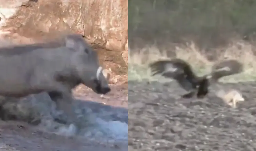 Este video cuenta con más de 17 millones de 'me gusta'. Foto: composición LR / TikTok / @jetskipssh Este video cuenta con más de 17 millones de 'me gusta'. Foto: composición LR / TikTok / @jetskipssh