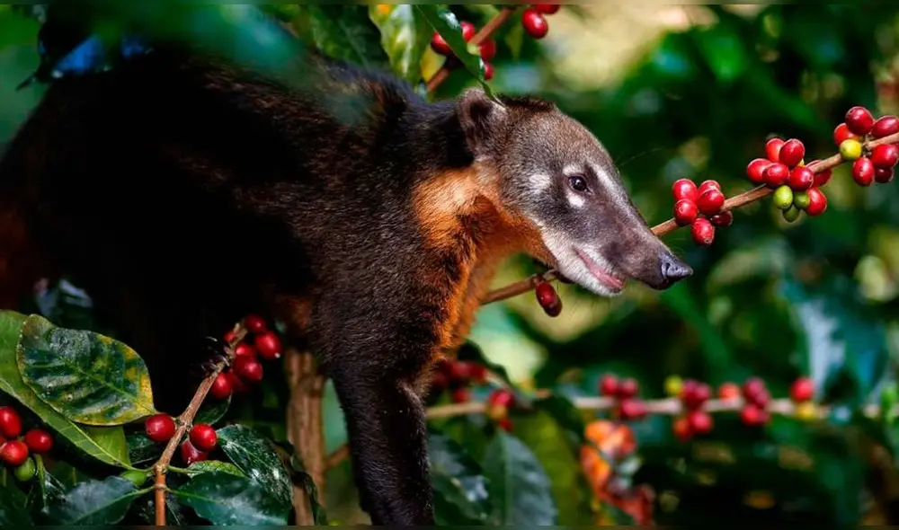 El kilo de café del misha puede costar hasta 1.400 dólares en el extranjero. Foto: Inforegión El kilo de café del misha puede costar hasta 1.400 dólares en el extranjero. Foto: Inforegión