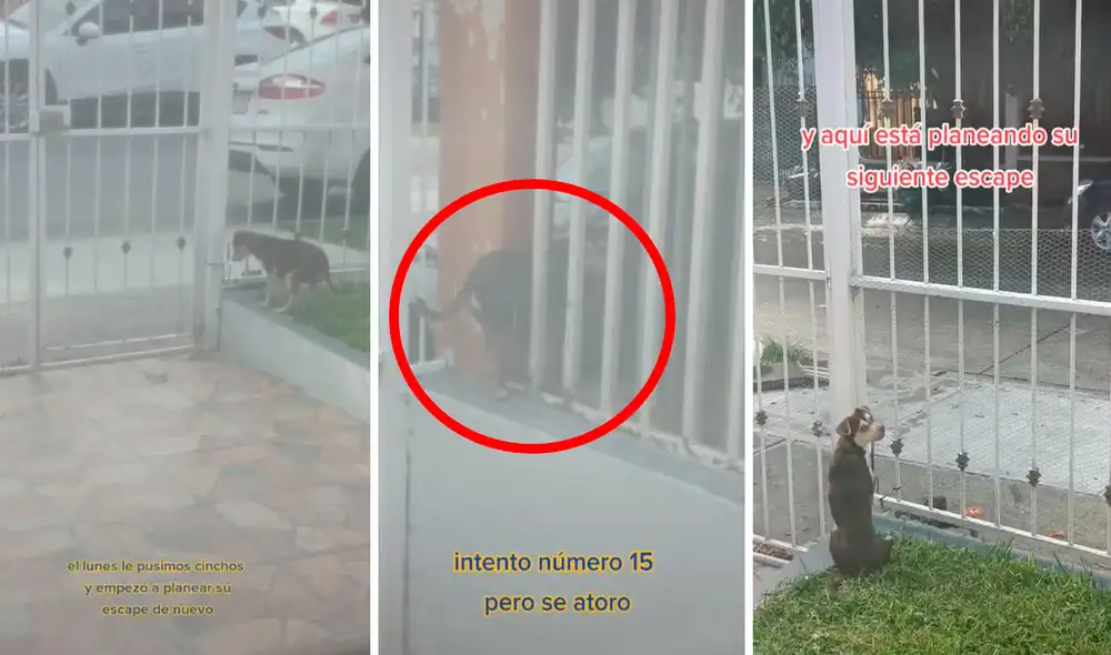 Cada vez que notaba la distracción de sus dueños, el travieso can atravesaba las rejas o se subía a la ventana para conseguir su objetivo. Foto: composición LR/TikTok/@arlette_castellon Cada vez que notaba la distracción de sus dueños, el travieso can atravesaba las rejas o se subía a la ventana para conseguir su objetivo. Foto: composición LR/TikTok/@arlette_castellon