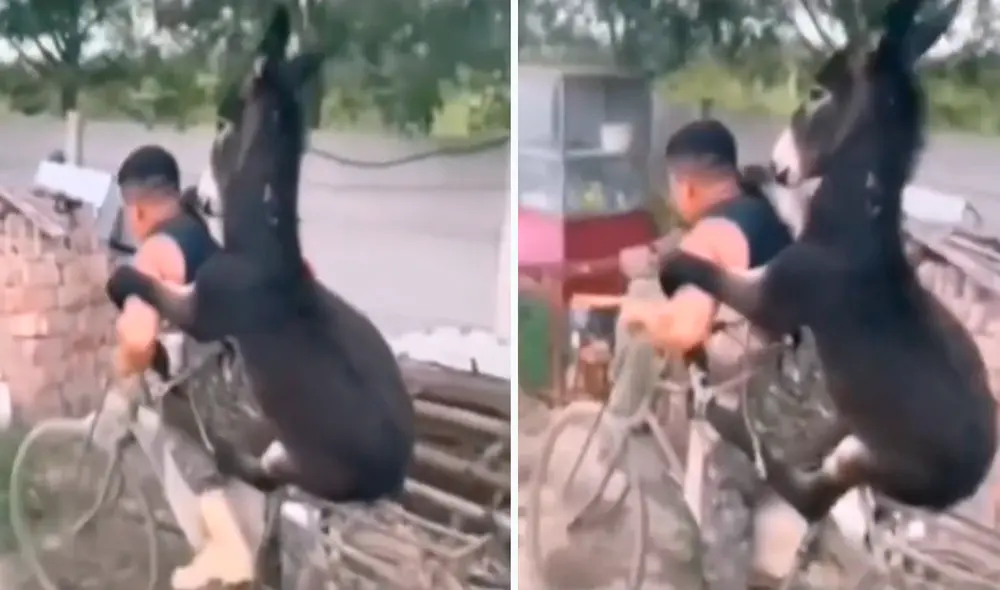 Las imágenes han generado todo tipo de comentarios en redes. Foto: composición LR/captura de TikTok/@Lobo504 Las imágenes han generado todo tipo de comentarios en redes. Foto: composición LR/captura de TikTok/@Lobo504