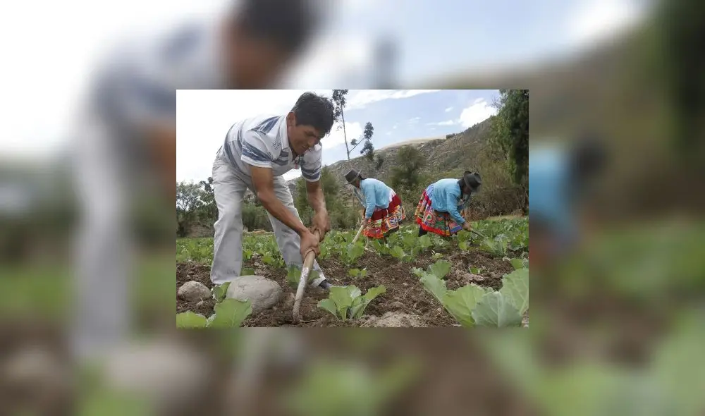 El PPA tiene a la fecha cerca de 660.067 agricultores registrados. Foto: Andina