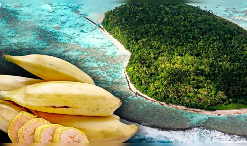 El plátano de isla es originario de Tahití. Foto: composición LR/ agraria/AFP