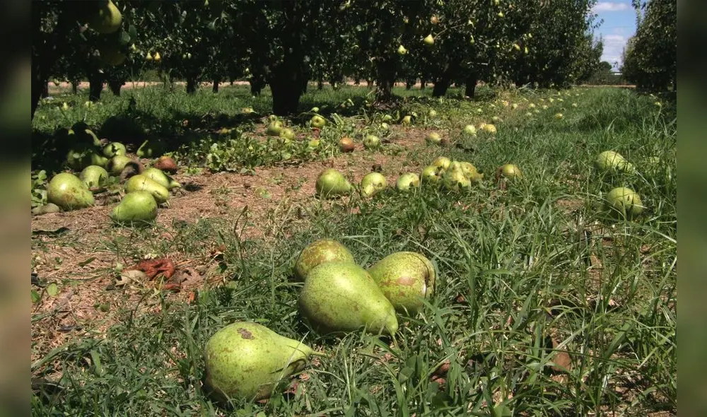 La cifra de alimentos desperdiciados en la región es similar al promedio global: en el mundo el 14% se pierden después de la cosecha hasta la etapa de venta. Foto: EFE
