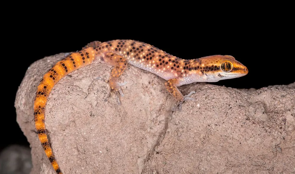 El gecko de Lima (Phyllodactylus sentosus) se ha refugiado en las huacas de Lima. Foto: Bernardo Roca-Rey