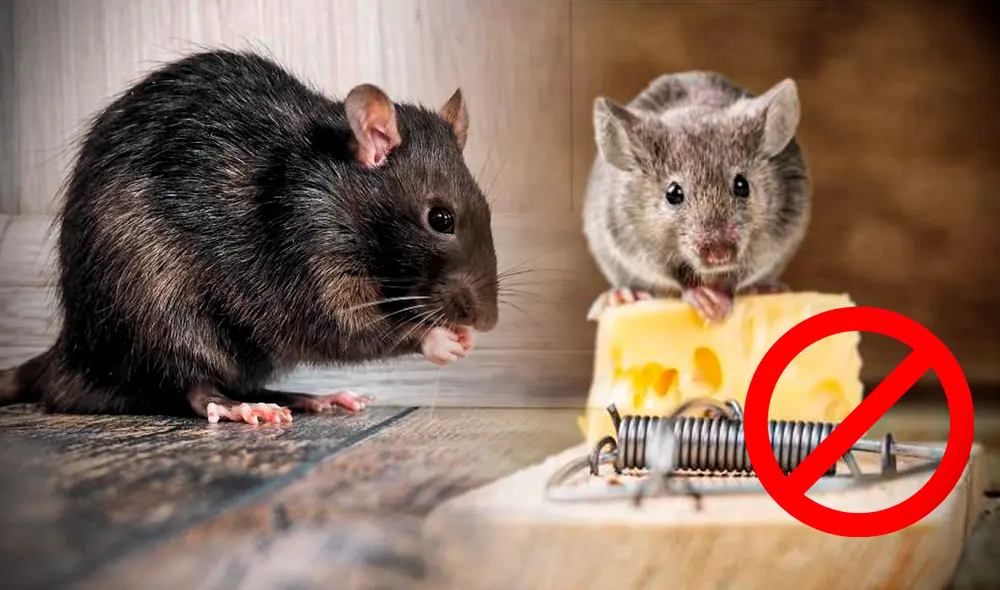 Las ratas y ratones también han contribuido significativamente al desarrollo de las comunidades. Foto: composición de Gerson Cardoso/Freepik/La Vanguardia