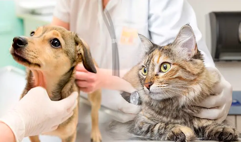 Especialistas recomiendan realizar chequeos periódicos a tus mascotas. Foto: composición de Fabrizio Oviedo / La República / AFP