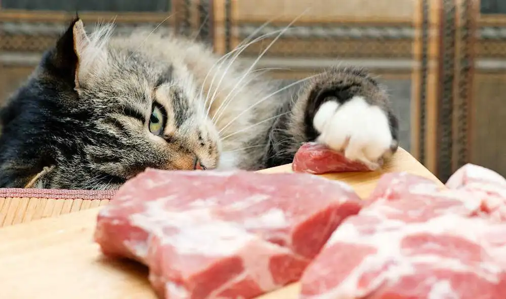 Aunque algunos alimentos sean saludables para las personas, pueden resultar letales para los gatos. Foto: iStock