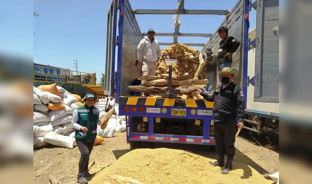 Quienes transportaban las trozas no contaban con documentos que acredite su procedencia legal. Foto: Serfor