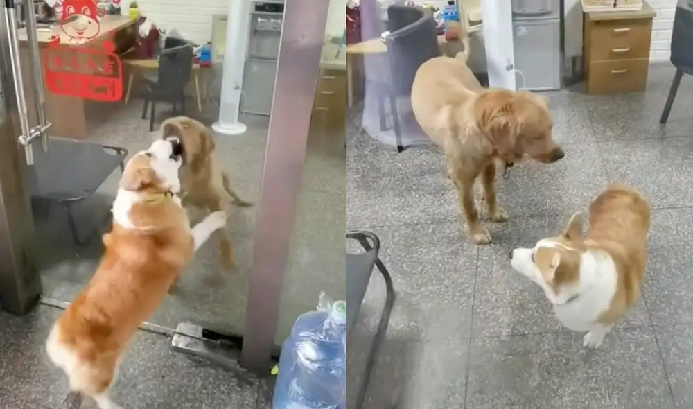 Este hecho sucedió en Japón. Foto: composición LR / TikTok / @yo_hoho